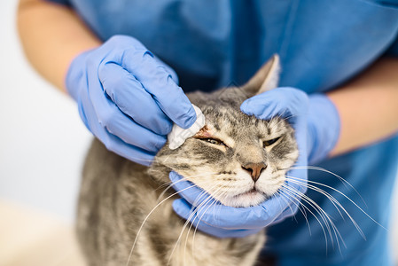 兽医对猫的皮肤进行消毒图片
