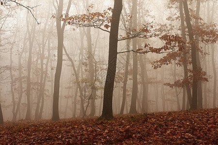 薄雾秋末清晨在森林中弥漫雾景观美丽图片