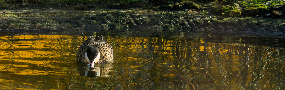 一只鸭子在水中游泳图片