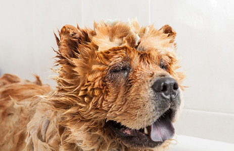 浴室泡可爱的小狗吃复制动物图片