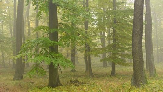 秋天森林中树木和雾的自然色彩多背景包括林中树木和雾叶子落下图片
