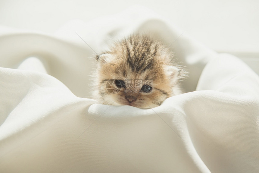 阳光下坐白布上的可爱小猫图片