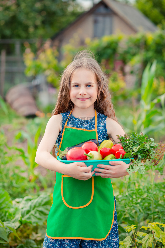 植物学花园里可爱的小女孩带着一株成熟的蔬菜女孩在花园里收集了一株成熟的有机西红柿花园里可爱的小女孩带着一株成熟的蔬菜女孩在花园里图片