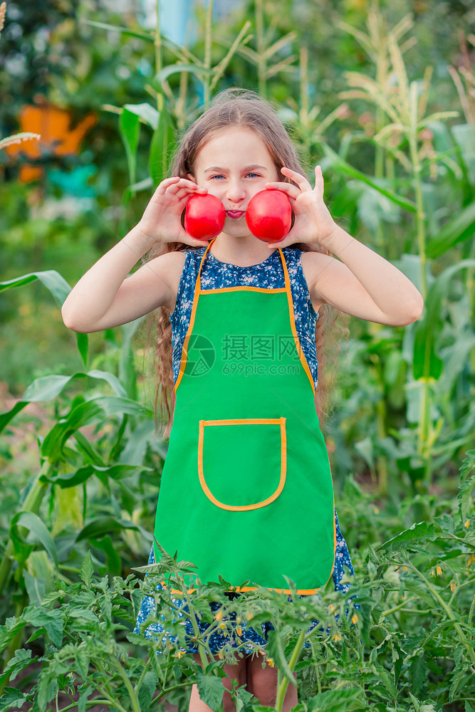 红色的可爱小女孩在花园里种着成熟的红番茄一个女孩在花园里收集成熟的有机番茄一个可爱的小女孩在花园里种着成熟的红番茄绿色关心图片