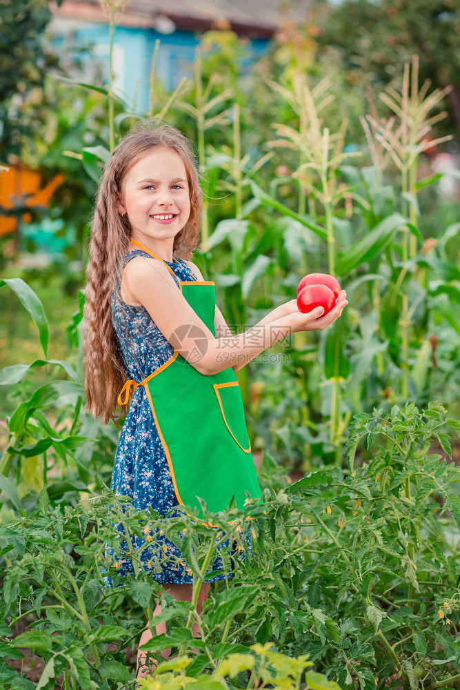 环境采摘场地可爱的小女孩在花园里种着成熟的红番茄一个女孩在花园里收集成熟的有机番茄一个可爱的小女孩在花园里种着成熟的红番茄图片