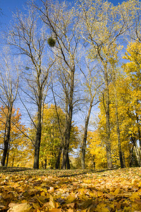 秋日泛黄的森林图片