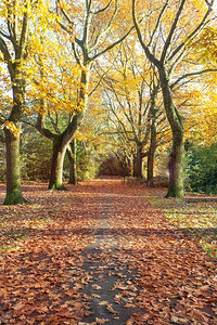 秋季公园景色树叶高清图片素材