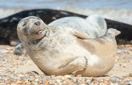 荒野水在石滩上烤着快乐表达的海豹幼崽有趣图片