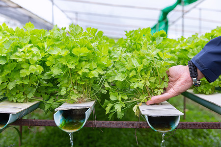 国培计划现代农庄水养殖场中可种植的国硅酸砂炉植物花园人食物背景