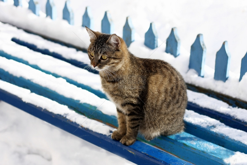 混合动物群家一只大条纹猫坐在蓝木板凳上长着雪的椅子上图片