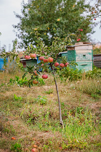 果园树上的苹幼有机水果的栽培幼树绞刑食物丰富图片
