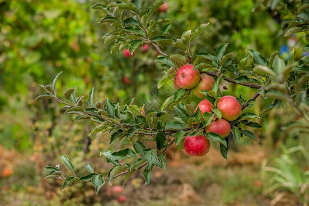 有机的吃果园树上苹幼有机水果的栽培园树上的苹幼叶子农业高清图片素材
