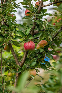 有用可选择的果园树上苹幼有机水果的栽培园树上的苹幼模糊图片