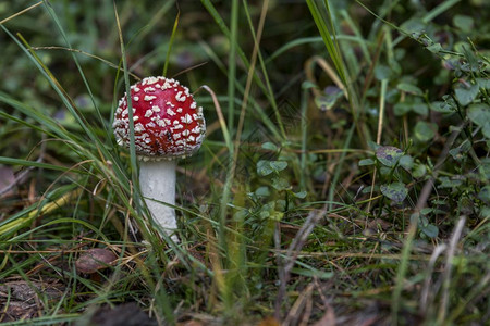 鹅膏菌季节在森林里放着白点的红蘑菇苍蝇花朵红蘑菇伞菌图片