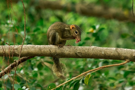 仓鼠北部树林是一小只哺乳动物花栗鼠缩写在树枝上北部林是一个小型的哺乳动物老鼠分支野生动物高清图片素材