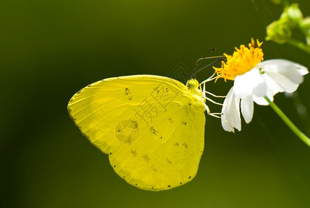 植物飞绿色黄蝴蝶白花为小觅食高清图片