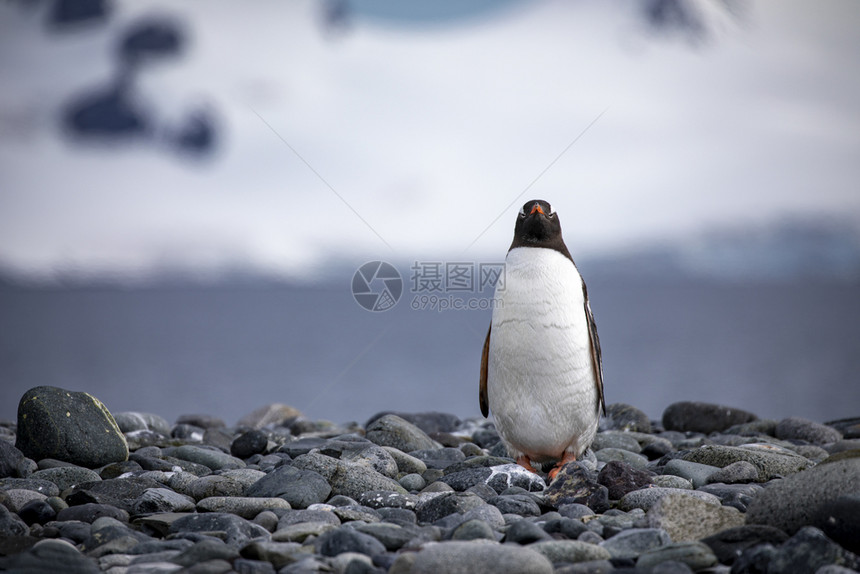 支撑冰冷孤企鹅站在灰石岸上其背景是冰川安静的图片