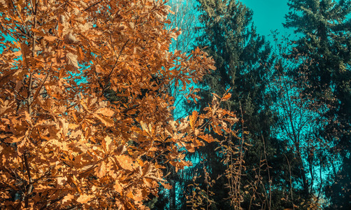美丽的秋季森林秋天高清图片素材