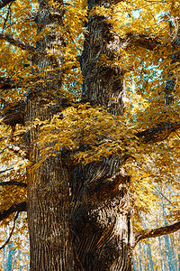 秋天树林里的树图片