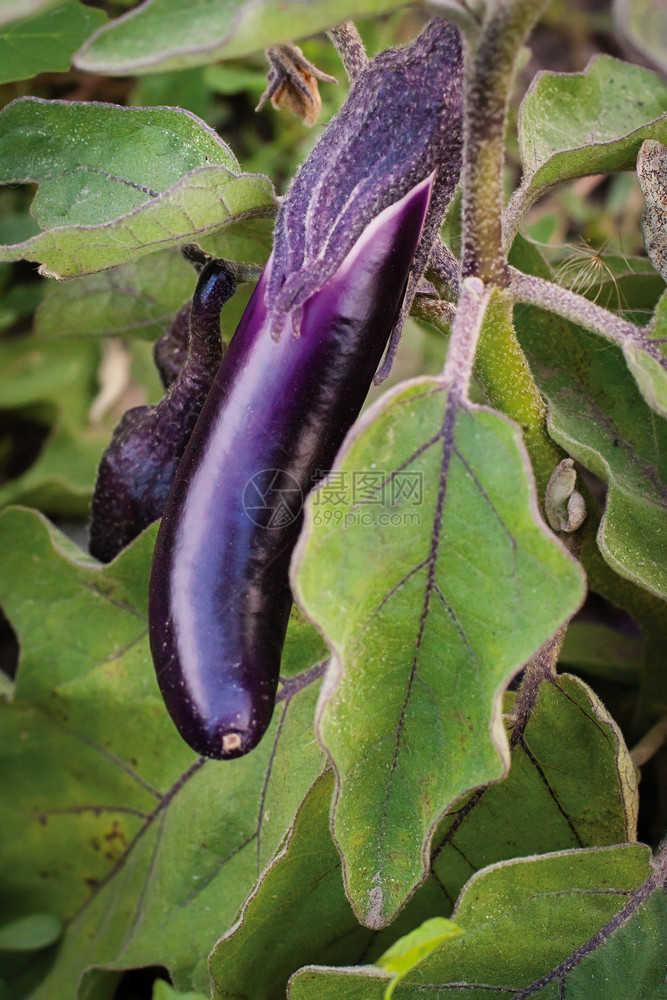 纤维栽培紫蛋植物在亮绿色上生长湿的图片
