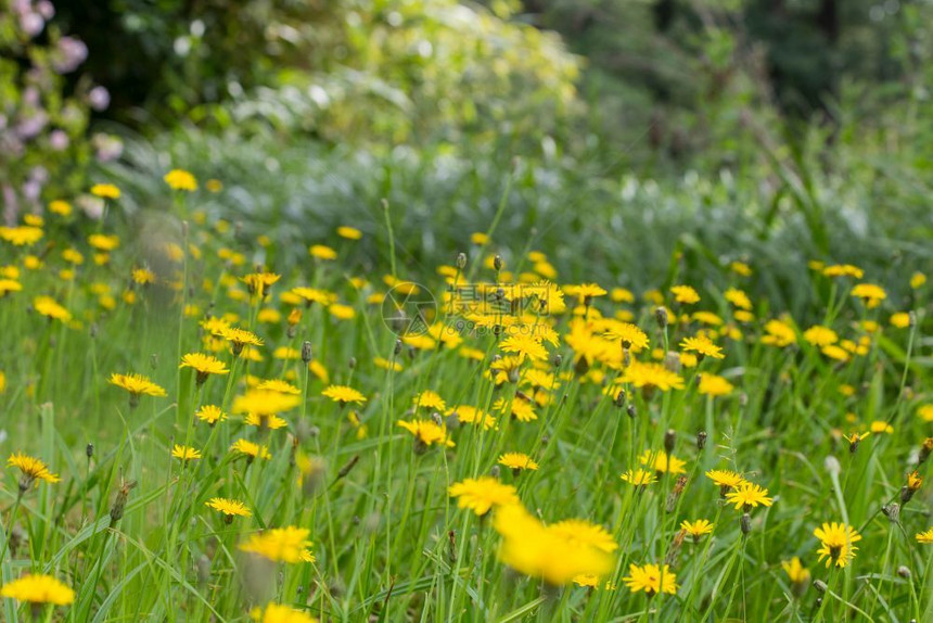 牧场草地夏日关闭的丹迪利昂黄色纤维美丽的自然背景夏季关闭的丹迪利昂黄色纤维美丽的自然晴天图片