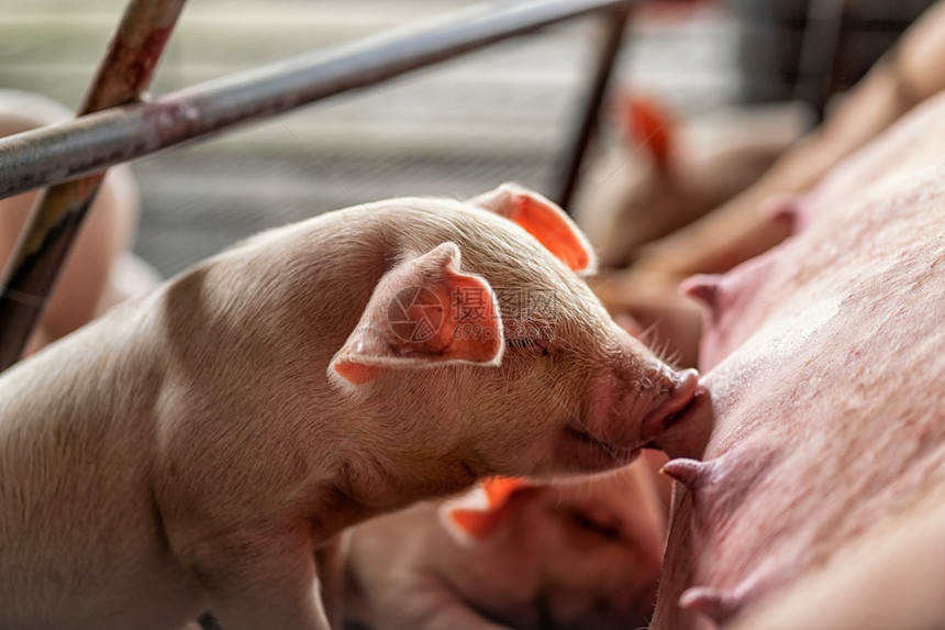 很多的农民在猪养殖场动物和猪业闭紧婴儿吸母控制图片