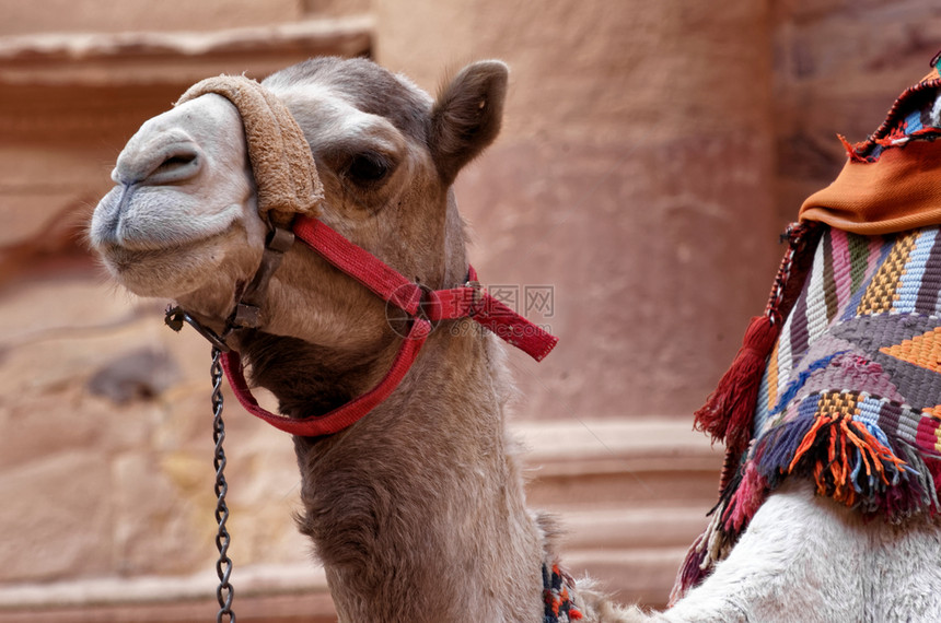 野生动物热的正面在约旦佩特拉一头骆驼紧贴近身等待在宝藏馆门口等候想骑在宝藏屋上旅游者图片