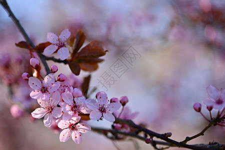 东方的天空美丽鲜花日本樱桃春日带花的樱园本人图片