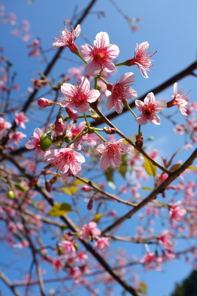 粉红樱花寒冷的户外北方图片