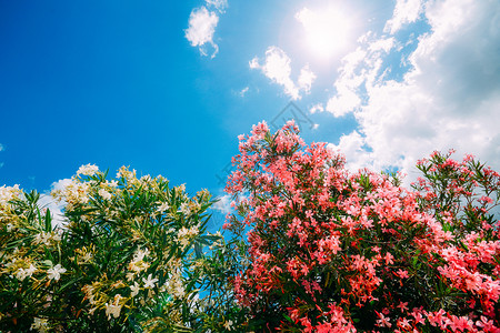 在阳光明媚的春日在灌木上与清蓝的天空对准晴蓝色天空时闪亮的粉红花和黄在晴的春季日照亮蓝色天空时复制间自然植物群叶子美丽高清图片素材