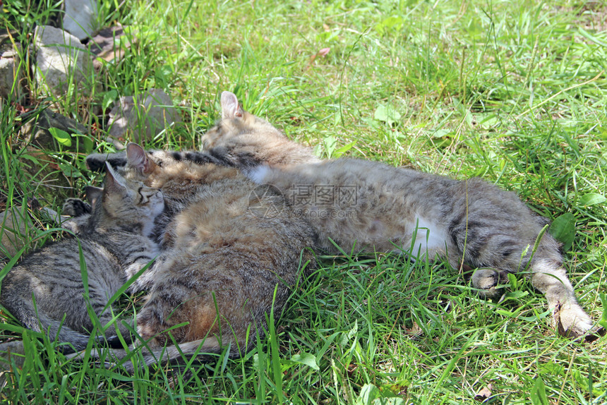 睡眠猫家人着了灰猫在绿草地上婴儿懒惰的图片