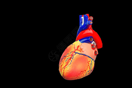 解剖学静脉以黑色背景隔离的人工造心脏模型疾病图片