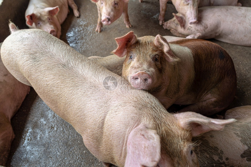 猪养殖场业的幼肉农场谷仓图片