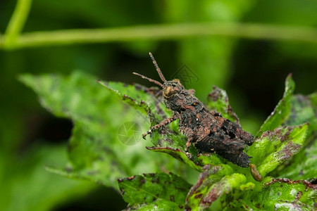 棕色蝗虫的形态可以与自然顺利地伪装成光滑的外表亲近蟋蟀部模糊高清图片素材