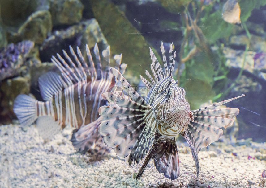 有条纹的礁石游泳危险和有毒水族馆鱼类宠物在水下动肖像其中含有危险的毒水族馆宠物图片