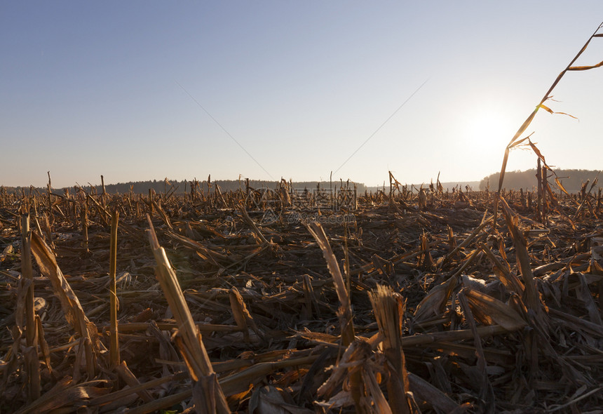 植物生长收割玉米后碎的农业田日落阳光明媚的秋天风景观农村图片