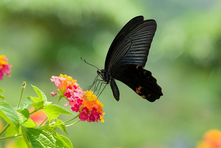 凤蝶蝴以绿色背景的花朵为食吃着多彩鲜花黑色的背景图片