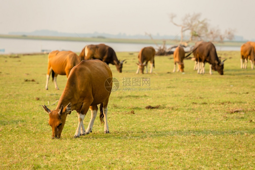 提高乡村的肉一群丰盛法国牛在草地上牧羊放阳光明媚天空清蓝图片