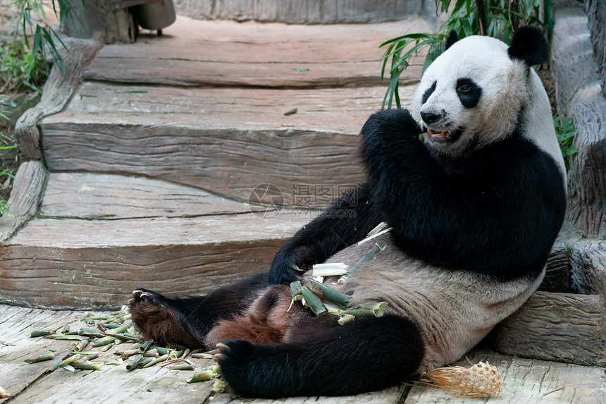 稀有的动物园大熊猫在公吃竹子环境图片