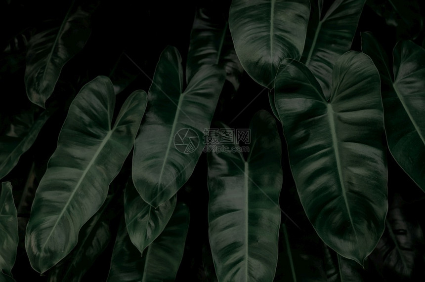 热带植物学夜间花园中深绿色的浓树叶用于温泉或心理健康的植物园林中的绿色树叶用于水疗或心理健康的绿色壁纸自然抽象背景夏天图片