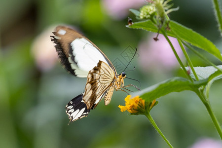 独特单色美丽的热带蝴蝶降落在植物树叶上空灵的图片