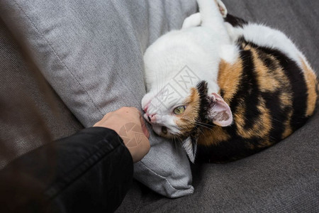 抚摸躺在沙发上的猫咪漂亮的高清图片素材