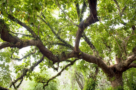 茂密的雨林中一棵树巨大四肢绿色栖息地天篷图片