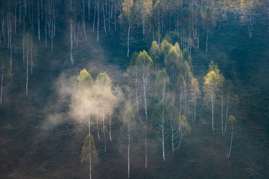 森林户外美丽的初秋自然的山上本底雾林季节图片