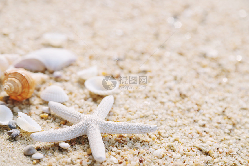 热带海岸线沙滩上的贝壳图片
