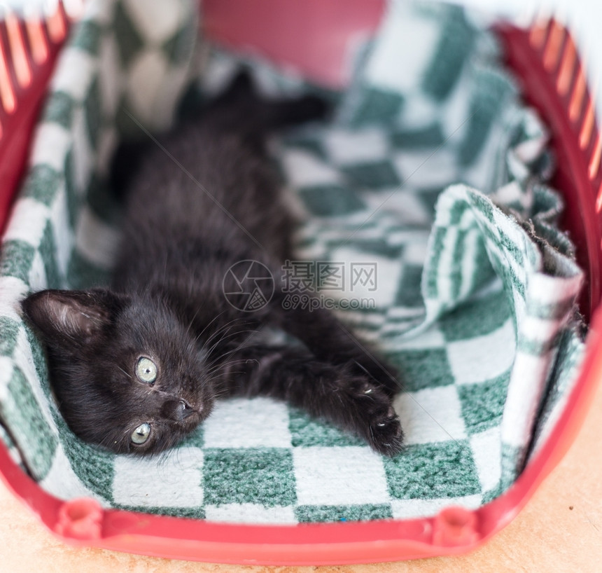 黑色可爱小猫躺在床上黑色可爱小猫躺在床上最喜欢的有趣可爱图片