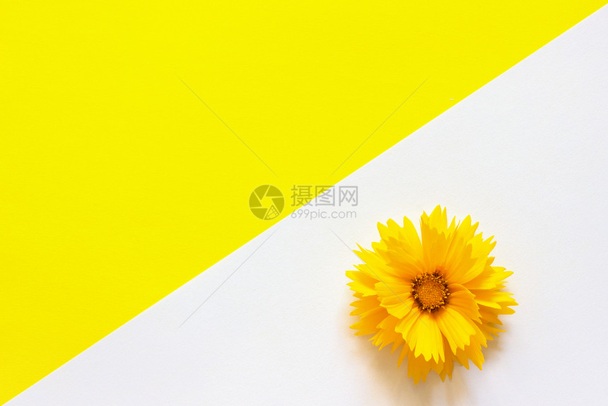 最小的盛开白色和黄纸背景上的一朵黄色金鸡菊花最小样式复制空间模板用于刻字文本或您的设计作品图片