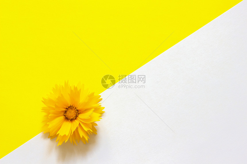 春天或者女白色和黄纸背景上的一朵黄色金鸡菊花最小样式复制空间模板用于刻字文本或您的设计图片