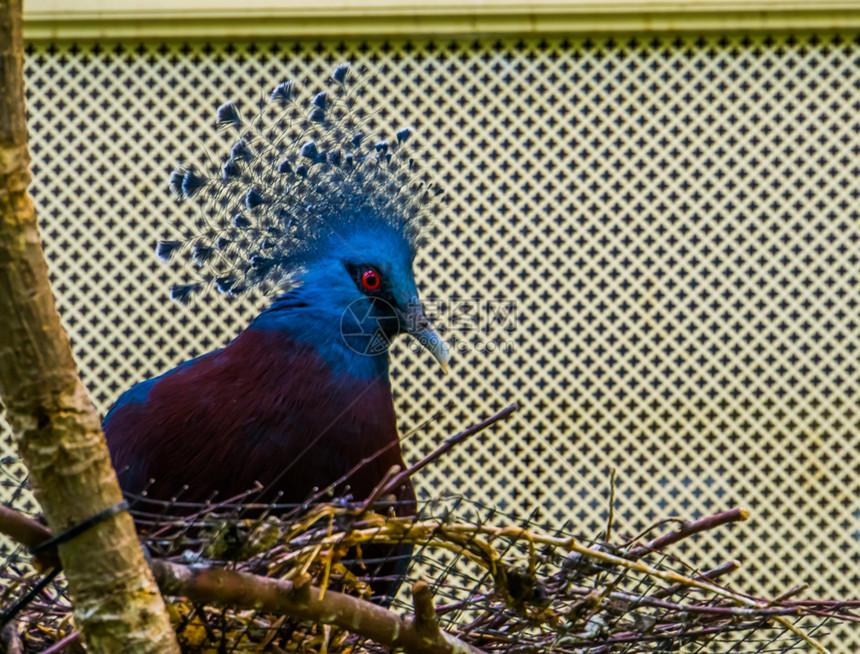 维多利亚红色的坐在鸟巢里由新麦地那的美丽多彩鸽子紧挨着受威胁动物种的侵袭花边图片