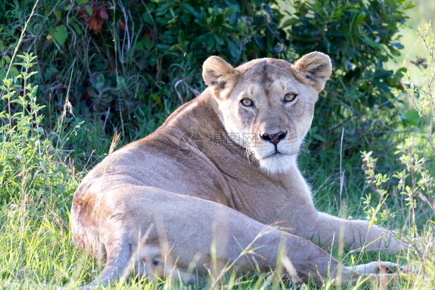 狮子座非洲一只母狮在草地上让自己舒服并正在休息一只母狮在草地上让自己舒服并正在休息捕食者图片